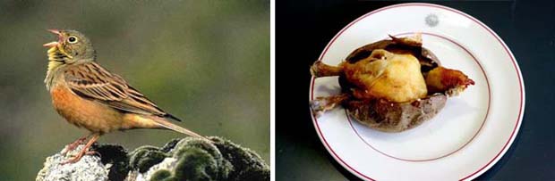 Illegal And Controversial Food From Around The World | Tripbase