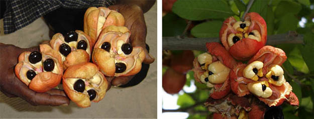 Ackee Fruit