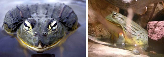 Namibian Bullfrog