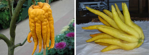 Buddhas hand