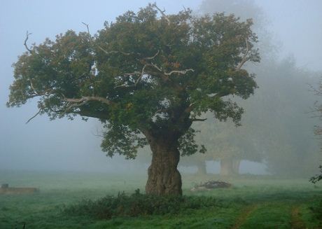 Oxfordshire tree