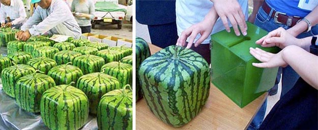 Square Watermelon