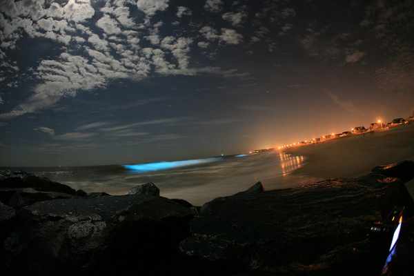 Bioluminescence: 9 Incredible Glowing Sea Creatures