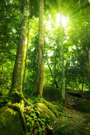 Tripbase Forest Conservation Blogs